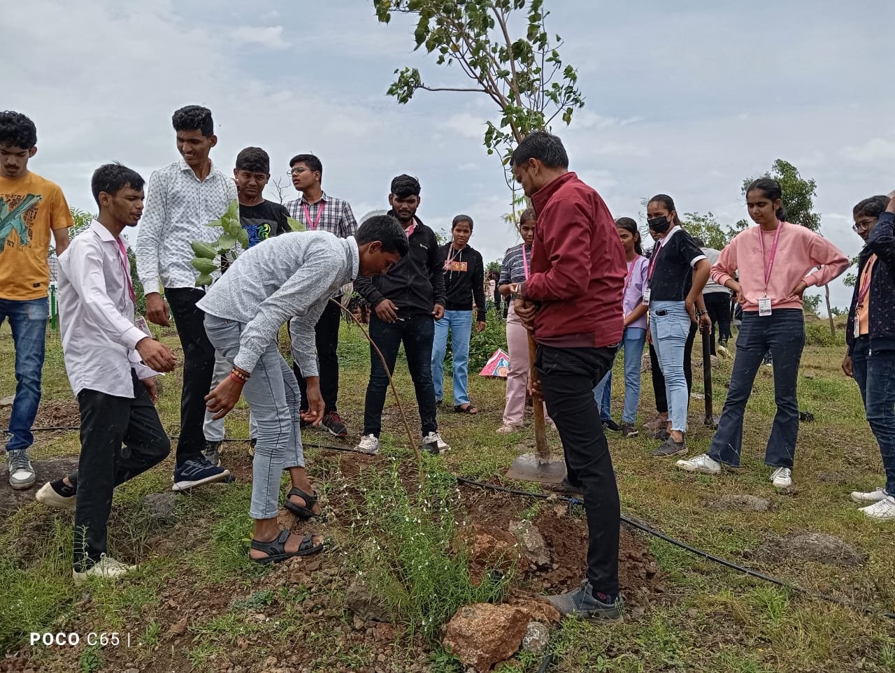 Tree Plantation