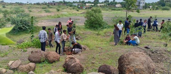 Tree Plantation